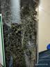 养益君绞股蓝125g 深山七叶绞股蓝胶股蓝嫩叶 实拍图