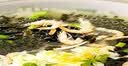 鲜窝窝 松茸紫菜虾米皮汤0添加6g*30 裙带菜速食冲泡饺子馄饨汤料包低脂 实拍图