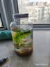 哈洁宝微景观生物生态瓶观赏小鱼diy科学作业免换水造景材料活动礼物 水星瓶黄金砂（小鱼款） 实拍图