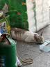 麦斯蒂猫咪零食益生元鸡肉猫条湿粮肉条成幼猫营养补水 鸡肉18g*101条 实拍图