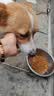 凯锐思中大型犬粮1-7岁成年犬全价粮金毛边牧宠物狗粮囤货装10kg 实拍图