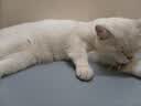 麦富迪猫粮 超肉粒冻干双拼成猫粮美毛护肠胃 三文鱼2kg 实拍图
