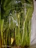 大菠菜300g 实拍图