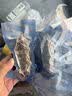 京东京造大连有机即食海参2kg 32-40只量贩装冷冻鲜食海参送礼礼盒孕妇 实拍图