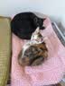 大宠爱 猫驱虫药 体内外同驱耳螨虱子跳蚤虫 2.6-7.5kg成猫 3支装 实拍图