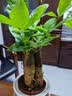 年宵花富贵竹龙鳞春羽水培植物春节过年装饰绿萝盆栽花卉绿植年货 精品春羽20-25cm【3棵】送营养液 实拍图