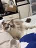 大宠爱 猫驱虫药 体内外同驱耳螨虱子跳蚤虫 2.6-7.5kg成猫 3支装 实拍图
