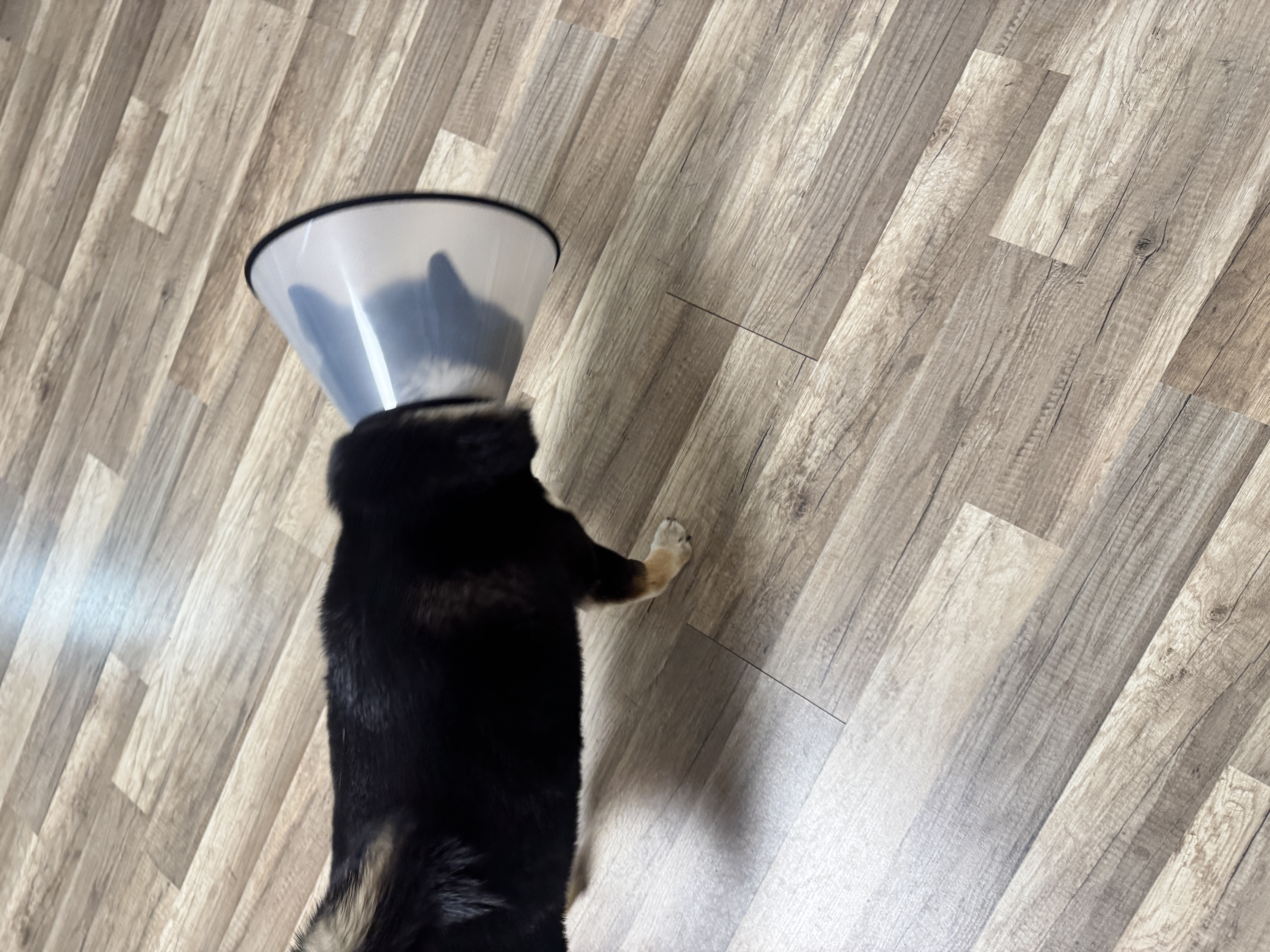憨憨乐园伊丽莎白圈耻辱圈狗狗项圈猫头套项圈宠物狗脖套防咬圈狗用品3号 实拍图