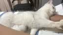 皇家猫粮 幼猫猫粮 幼猫奶糕 K36 通用粮 4-12月 10KG 实拍图
