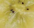 佳沛（zespri）新西兰 金奇异果特大果15粒134-146g猕猴桃水果礼盒 实拍图