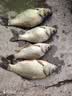 川泽轻口小碎目鲫鱼漂高灵敏纳米浮漂醒目浮标顿口防风浪抗走水鲤鱼漂 CA01-3细尾野钓鲫鱼吃铅1.7克 实拍图