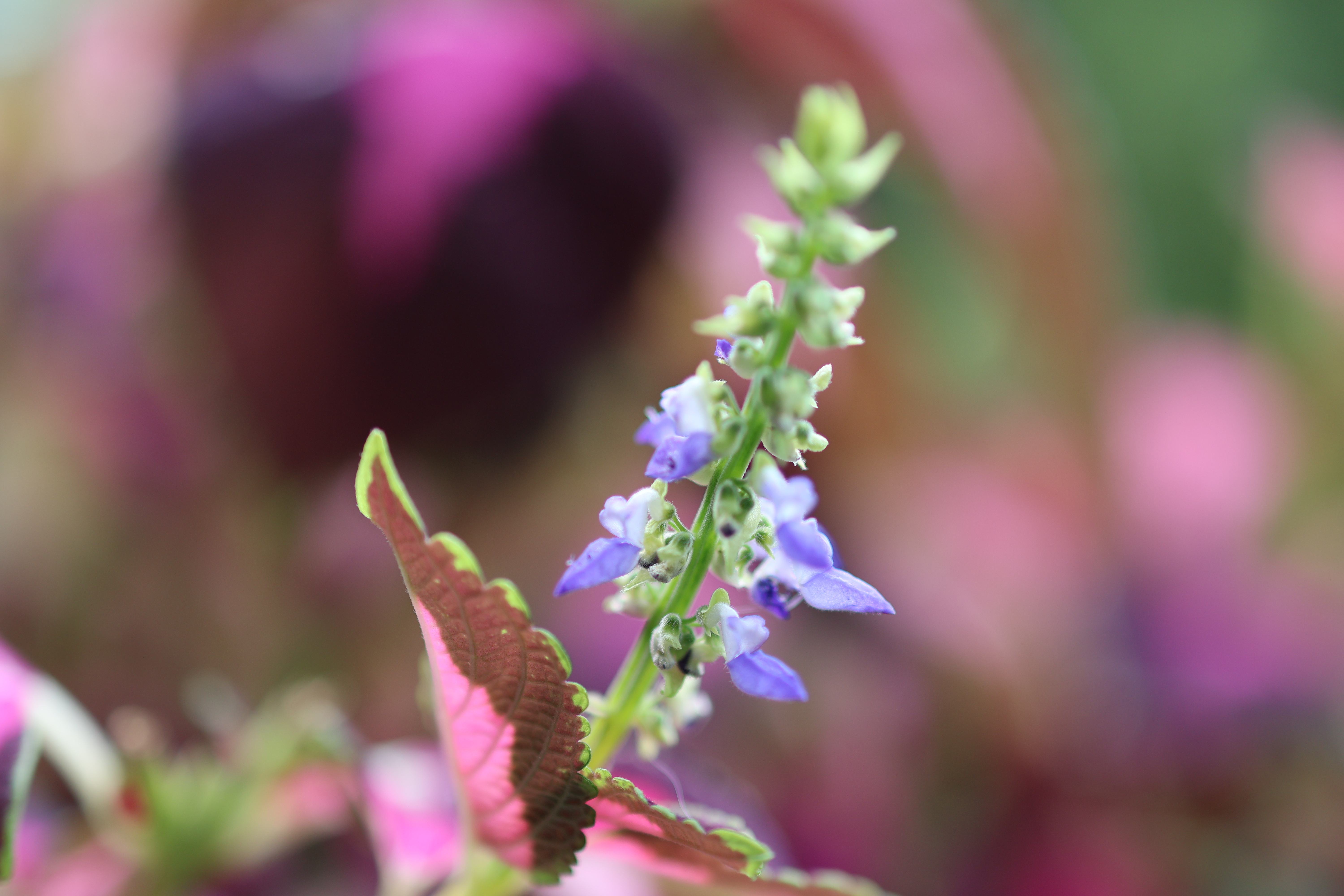 佳能（Canon）RF 35mm F1.8 MACRO IS STM 滤镜防护套装 实拍图