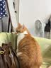 Orijen【宠物金选】渴望猫粮  成猫幼猫粮 原味鸡肉进口5.4kg效期27/1 实拍图