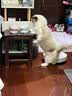 Orijen渴望猫粮 成猫幼猫粮 全价通用无谷原味鸡肉进口1.8kg效期27/5 实拍图