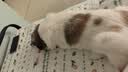 冠能狗粮消化舒适成犬狗粮全价7kg 天然益生元配方 改善肠胃敏感 实拍图