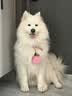 K9狗粮风干冻干三拼昆虫蛋白小型犬中大型成幼犬通用8kg/16斤 实拍图
