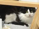 FARMINA PET FOODS法米娜猫粮鲱鱼甜橙成猫粮1.5kg意大利进口 实拍图