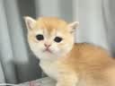 麦富迪猫粮 barf霸弗天然猫粮冻干生骨肉高蛋白成猫粮养胃增肌牛肉5.4kg 实拍图