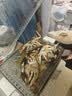 【活蟹】漁家师傅大闸蟹公3.5-3.8两母2.5-2.8两4对8只鲜活螃蟹现货生鲜礼盒金秋送礼 实拍图