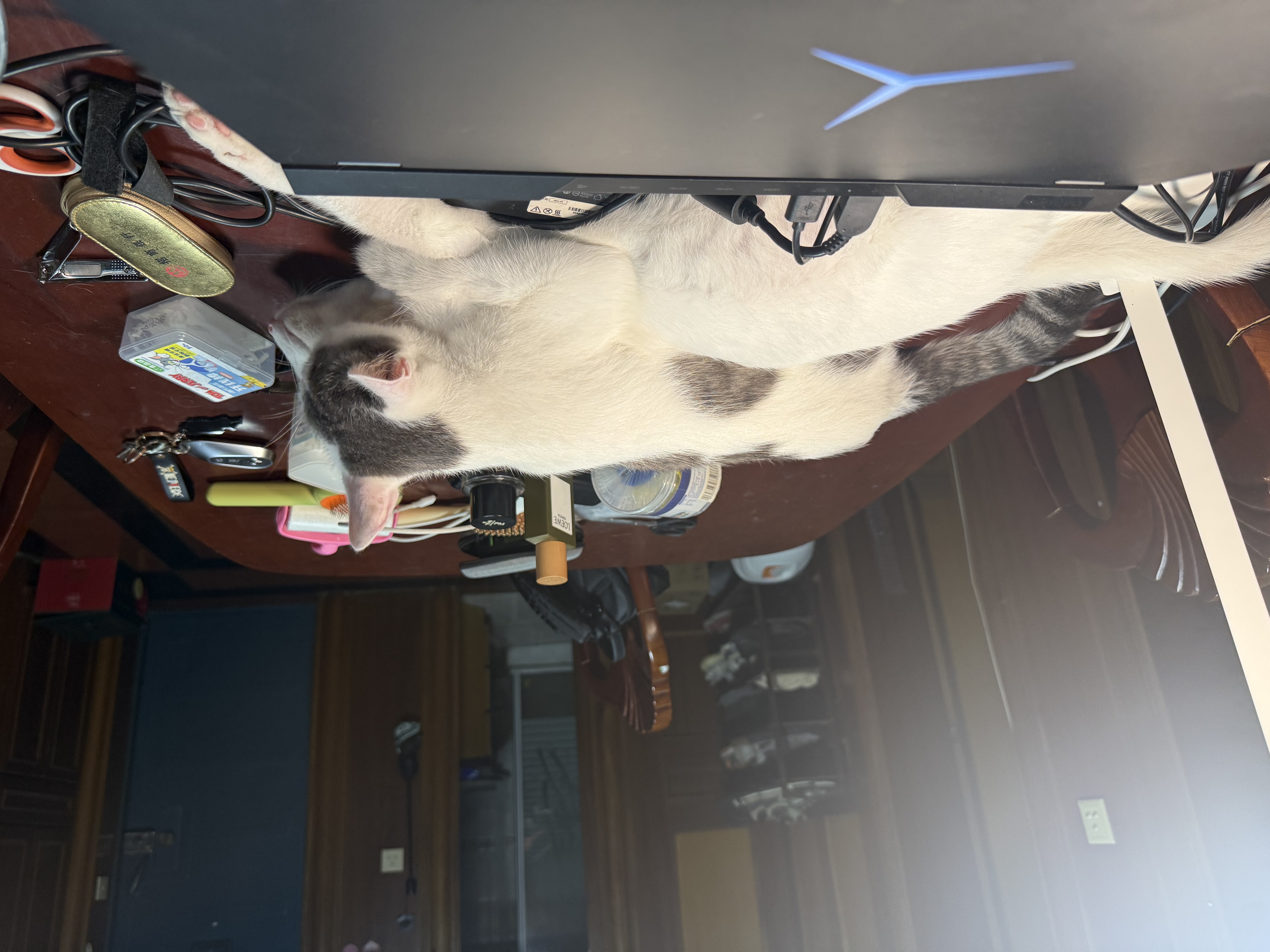 梵都宠舍猫窝四季通用圆形蛋挞窝带独立枕头猫咪深睡窝灰色XL号加厚绒布垫 实拍图