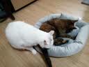 派乐特 猫窝狗窝保暖冬季秋天宠物猫咪毯垫子睡袋 灰色M+头枕 实拍图