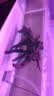 森森（SUNSUN）耀蓝鱼缸水泵小型潜水泵过滤泵抽水泵YQP-1000 15W 实拍图