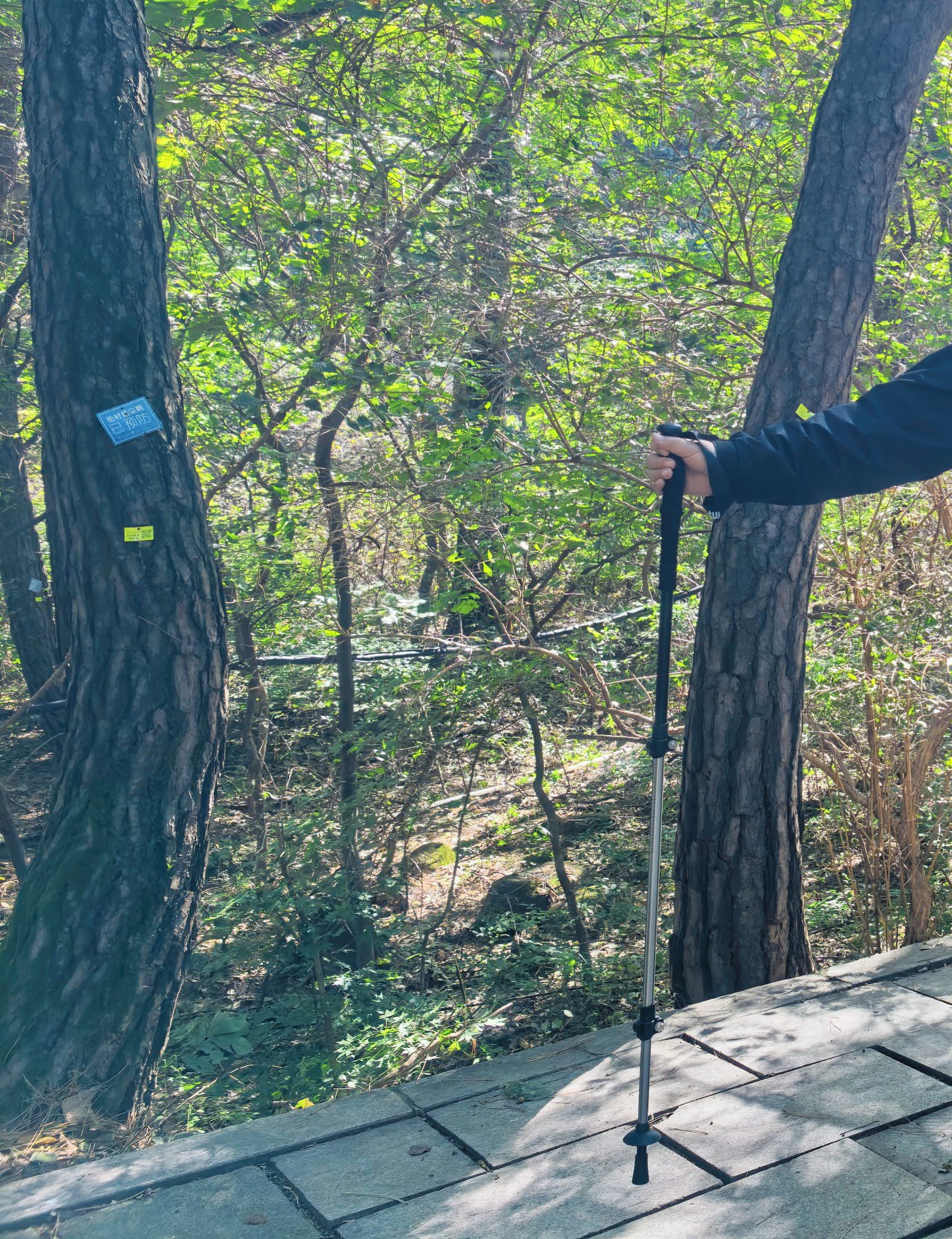 Naturehike挪客晴雪Base户外儿童登山杖伸缩男女徒步杖超轻铝合金杖 黑色 实拍图