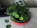 九千谷水仙花盆陶瓷 无孔铜钱草碗莲睡莲多肉水培花盆大码 红金款式4121 实拍图