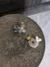 贵为（GiGwi）仿真发声小鸟逗猫玩具小猫咪幼猫自嗨解闷神器逗猫棒 实拍图