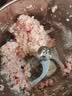摩飞电器（Morphyrichards）【纯钛碗】26年新款绞肉机家用绞馅机料理机辅食机佐料机搅拌机和面碎肉机MR9410 实拍图