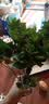 意轩 【带花苞】阳台室内盆栽花卉栀子花树苗大叶绿植四季开花枝子花 3年苗【带花苞】 不含盆 实拍图
