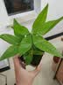 水培植物铁树小盆栽办公室内微景观桌面创意好养易活绿植花卉盆景 发财树盆栽 舍得盆加底托 高度15-25cm 实拍图