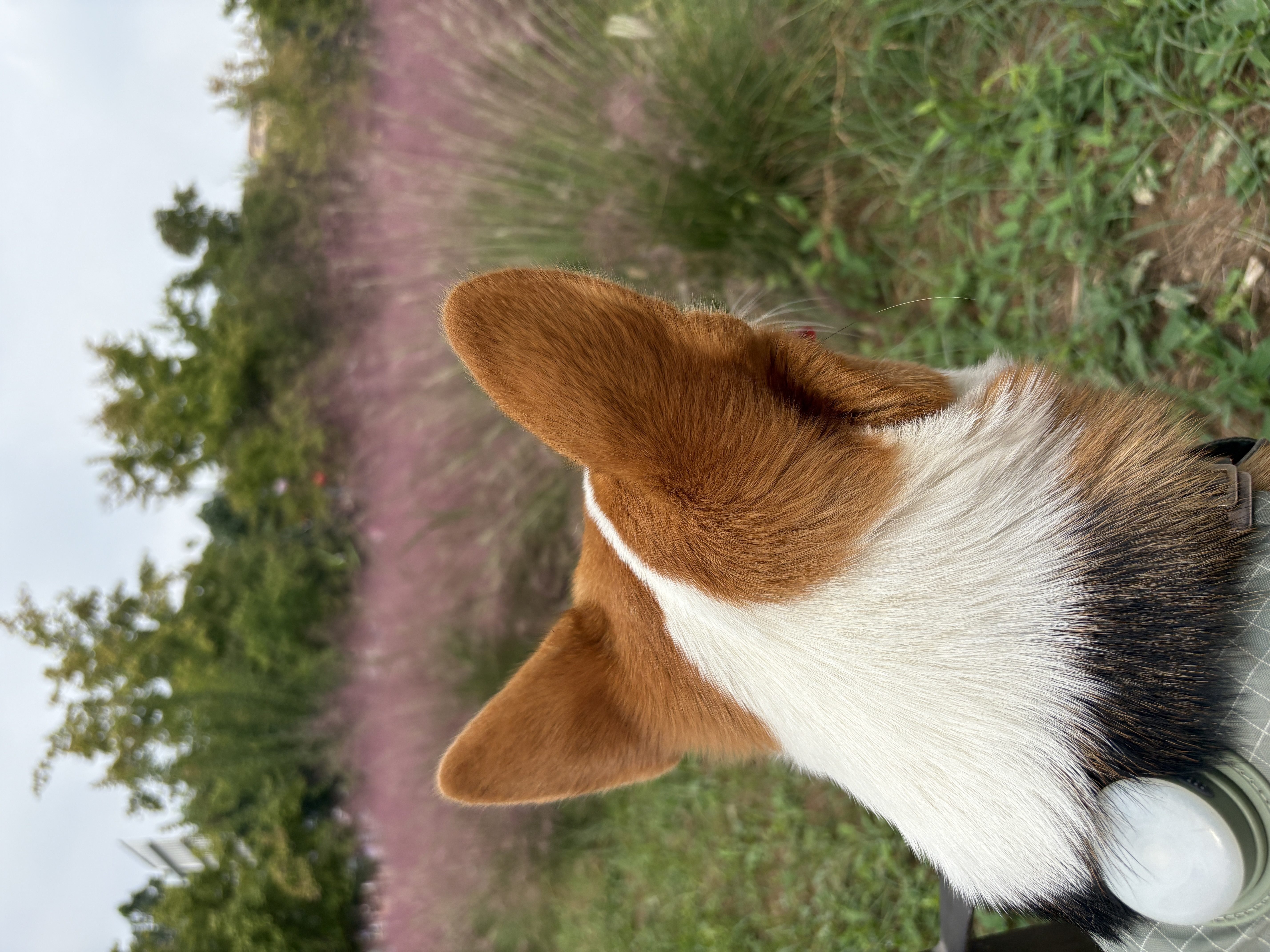 Orijen【宠物金选】渴望狗粮 成犬幼犬鸡原味鸡肉进口犬粮6kg效期27/5 实拍图