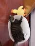 麦富迪猫粮 超肉粒冻干双拼幼猫粮免疫护肠胃 三文鱼2kg 实拍图