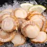 【新货上市】特大号扇贝肉纯野生海捕新鲜扇贝冷冻海鲜带冰保鲜 扇贝肉400g*6 实拍图