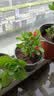 【带盆种植好】虎刺梅盆栽花卉海棠花铁海棠四季开花植物室内外种 虎刺梅2盆+原土发货 实拍图