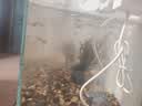 HANYANG鱼缸溪流石溪流缸底砂造景底沙子水草装饰雨林缸铺底石头子2kg 实拍图