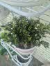 四季常青金鱼花吊兰盆栽室内绿植花卉多肉植物发财树好养易活客厅 金鱼吊兰【整盆20-30颗】原盆土 实拍图