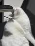 pidan猫砂 经典豆腐混合猫砂3.6kg*12包 皮蛋猫砂 实拍图
