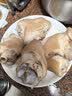 双汇猪小蹄膀净重3斤冷冻猪蹄膀猪肘子切块猪肉酱卤蹄髈 实拍图