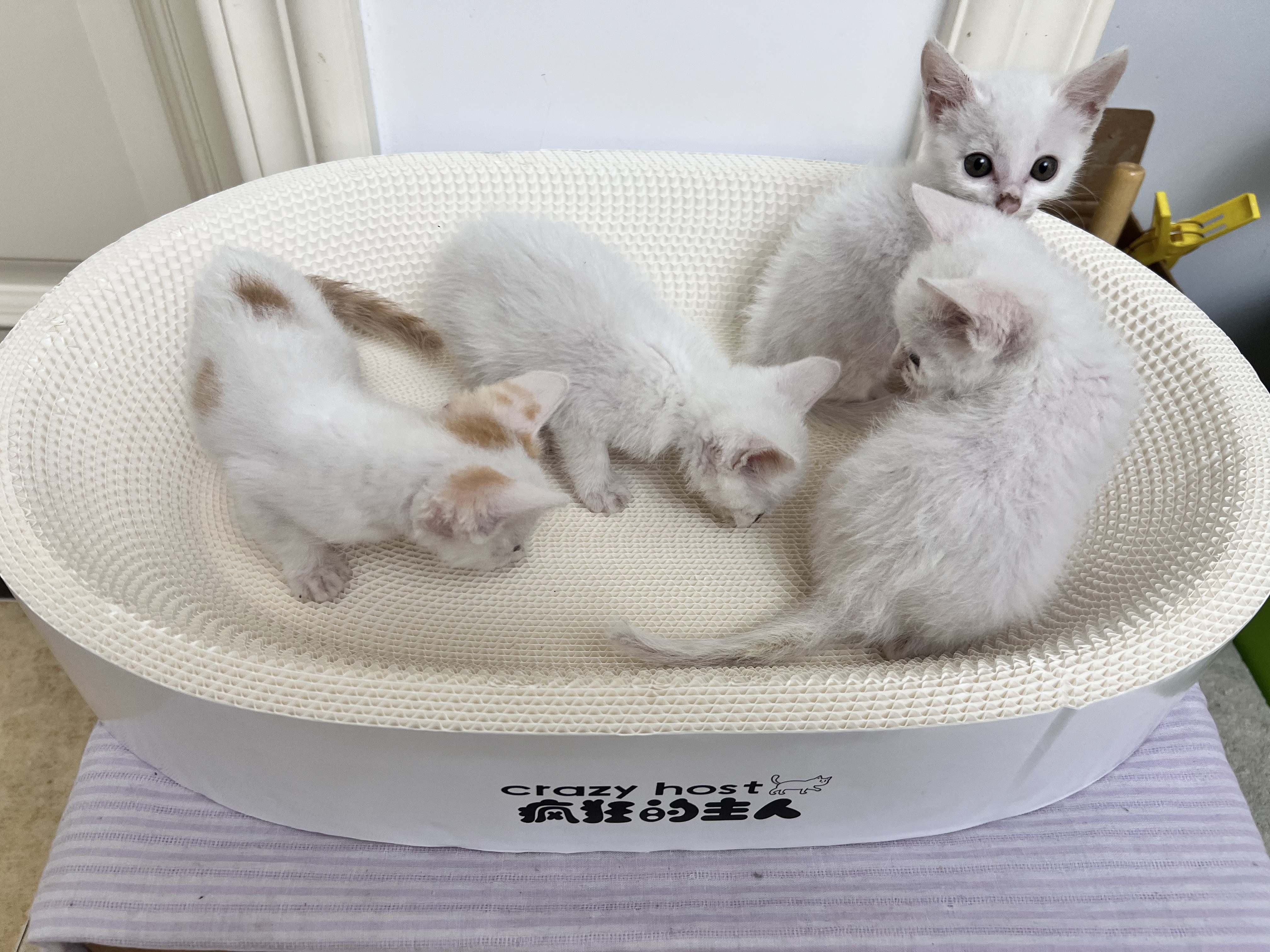 疯狂的主人猫抓板白牛卡纸超耐抓磨不掉屑椭圆形猫咪爪板猫窝一体特大号玩具 实拍图