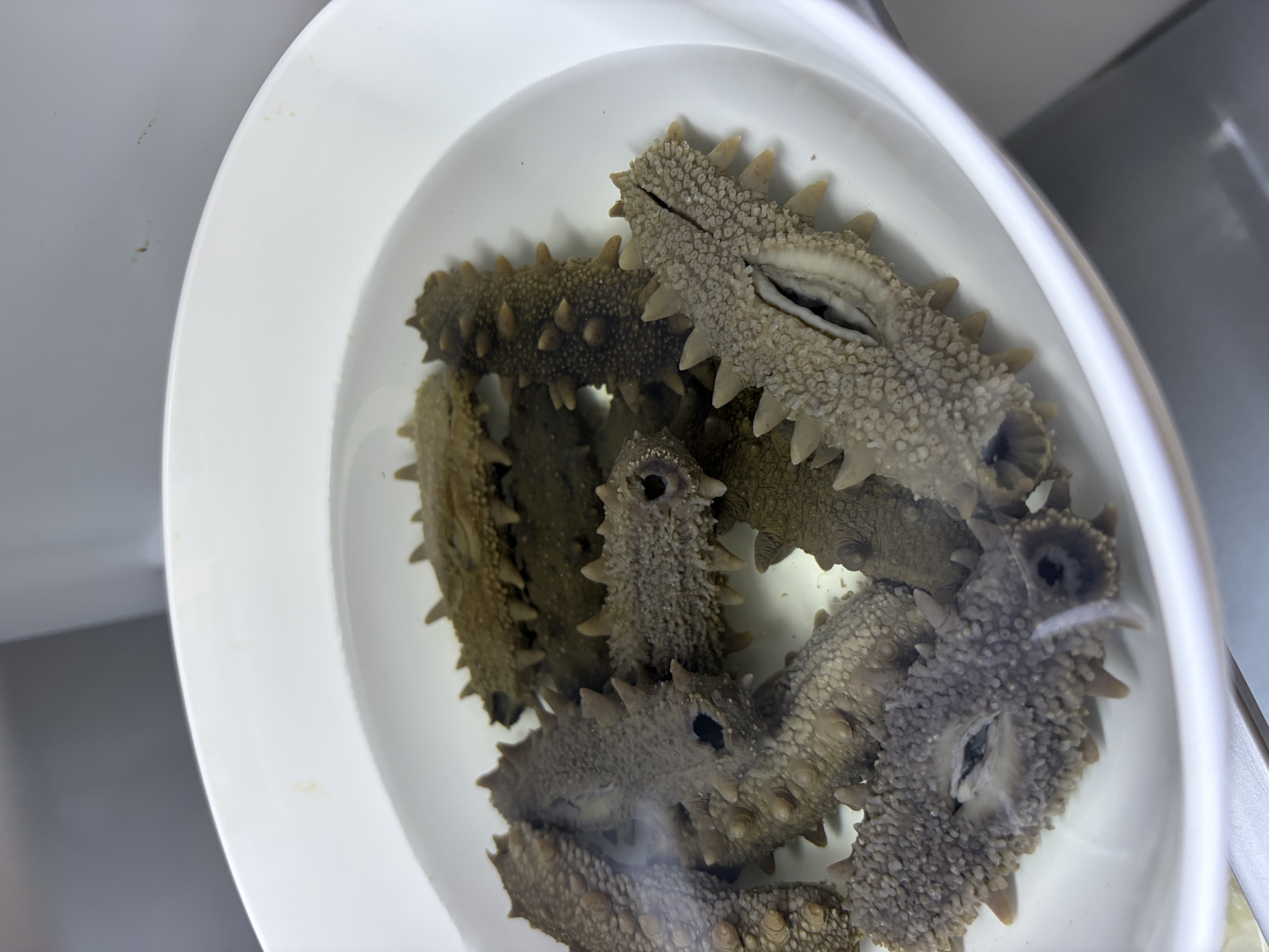 好当家威海有机干海参 500g 1斤装 约81-100只 礼盒装 精品海产干货 实拍图