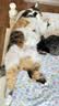 皇家猫粮 成猫猫粮 营养均衡 F32 通用粮 1-7岁 4.5kg*2 实拍图