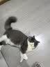 LEGENDSANDY蓝氏猎鸟乳鸽生骨肉冻干猫粮 全价成猫幼猫猫粮 盒装4.5kg 实拍图