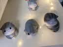 姗珀（SHANPO）女生生日礼物实用高级小众ins风猫咪摆件办公桌面装饰治愈情绪 【精美礼盒装-次日达】猫咪摆件5只 实拍图