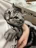 好主人金装好主人猫粮2.0 成猫幼猫蓝猫英短通用全价无谷冻干 【成猫专用】金装成猫粮10斤 实拍图