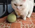 欢宠网猫薄荷球猫玩具猫咪磨牙自嗨解闷神器耐咬逗猫棒猫猫小猫幼猫宠物 实拍图