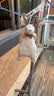 澳贝（auby）婴幼儿玩具凉感小兔安抚巾玩偶阿贝贝哄睡神器新生儿满月礼物 实拍图