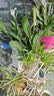 年宵花【热销款】白掌一帆风顺盆栽水培植物绿植过年装饰摆件年货 特级白掌10-12株带花【基地原盆原土】 实拍图