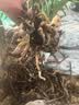 玫绚爆盆15苗 高质量 世界超香兰花 四季开花 防蚊 净化空气 紫气东来 10苗连体 带黑色软带盆土 实拍图